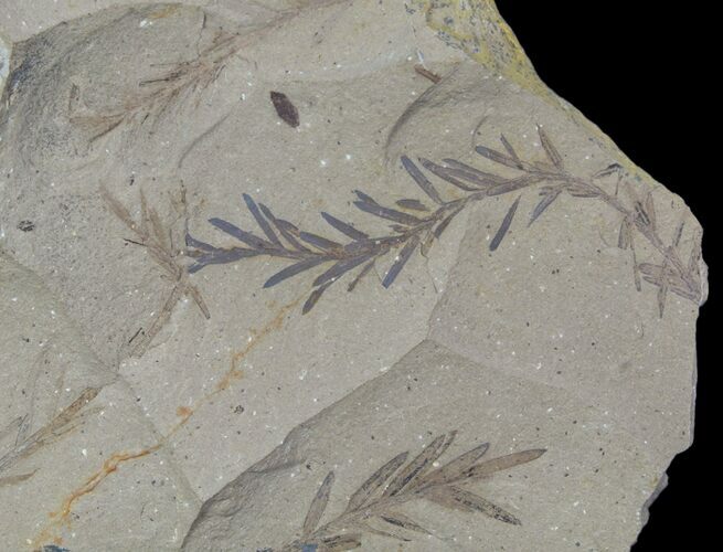 Metasequoia (Dawn Redwood) Fossils - Montana #85755